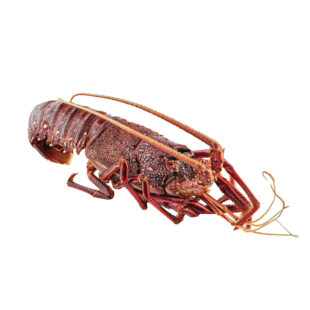 Raw Australian Lobster