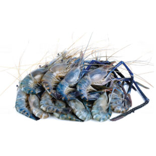 Freshwater Prawn