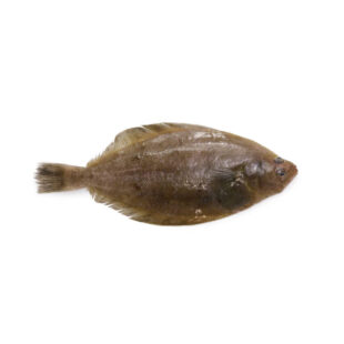 Yellowbelly Flounder